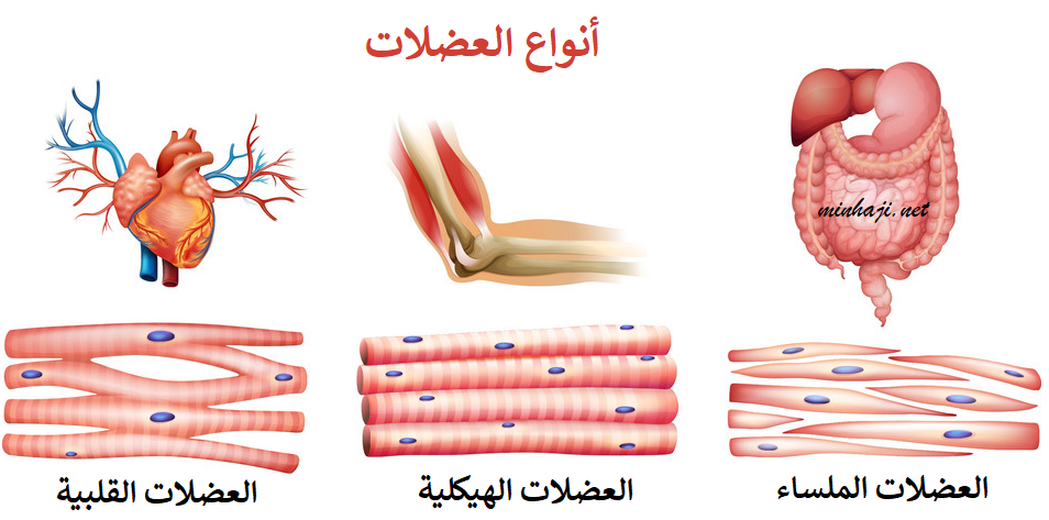 أنواع العضلات